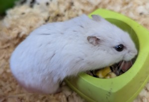 Photo HAMSTER 2